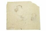 Three Cretaceous Fossil Shrimp - Lebanon #249847-1
